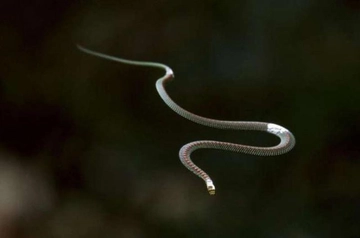 Uçan Yılan Var mıdır?