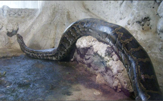 Dünyanın En Büyük Piton Yılanı