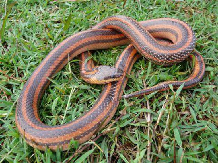 Madagaskar Yılanı Türleri ve Özellikleri