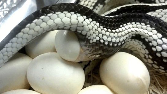 deniz yılanı yumurtası ile ilgili görsel sonucu