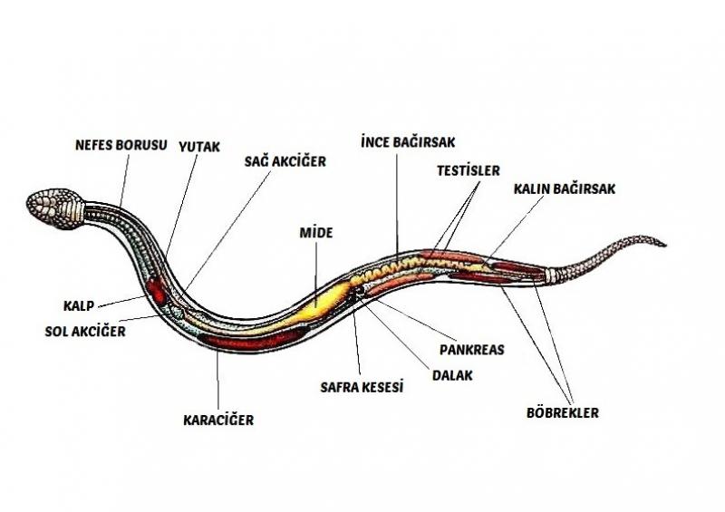 Ylanlarn Solunum Organ Nedir?